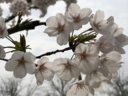 春暖花開(kāi)忙踏青 安全防范在身邊